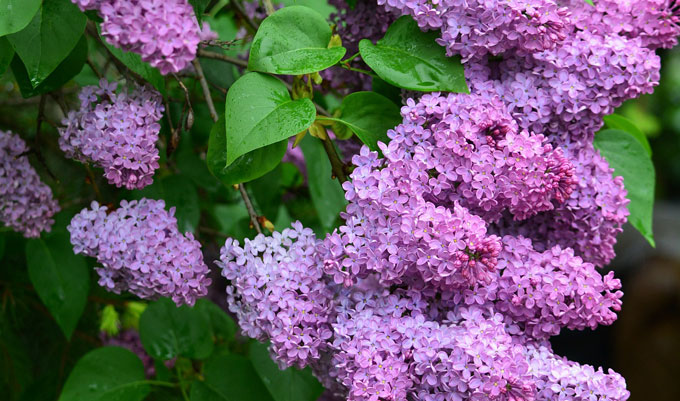 buddleia