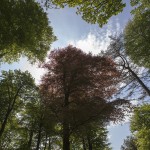 Champion Trees