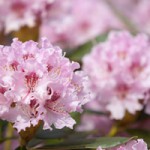 Spring Blooms Guided Walk
