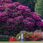 rhododendrons guided walk