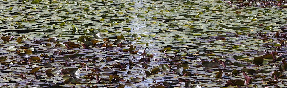 Water lily pads on the Round Pond