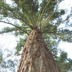towering trees guided walk