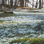 Snowdrops Valentines 2-4-1