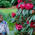 Rhododendron Guided Walk