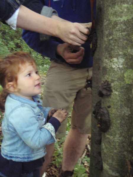 Castle Kennedy Garden Ranger Tree Faces Activity