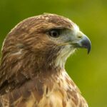 Birds of Prey