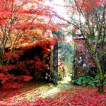 Autumn Glory Walk