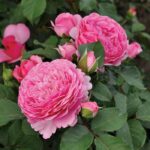 Harkness Platinum Jubilee
