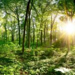 nature therapy