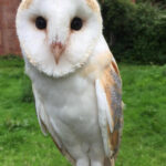Halloween Birds of Prey Owls