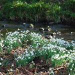 Snowdrops Tongue Burn